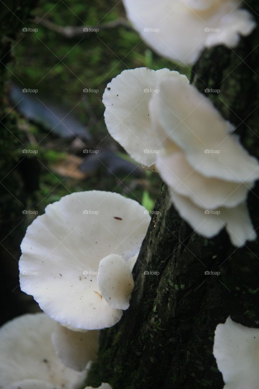 Forest, mushrooms, dusk, white, trees 