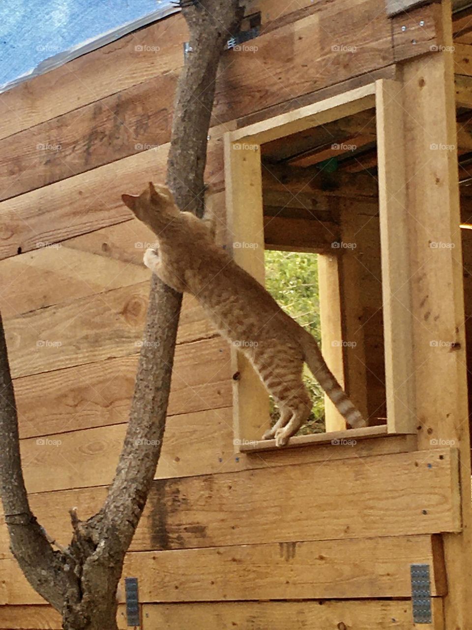 The treehouse cat