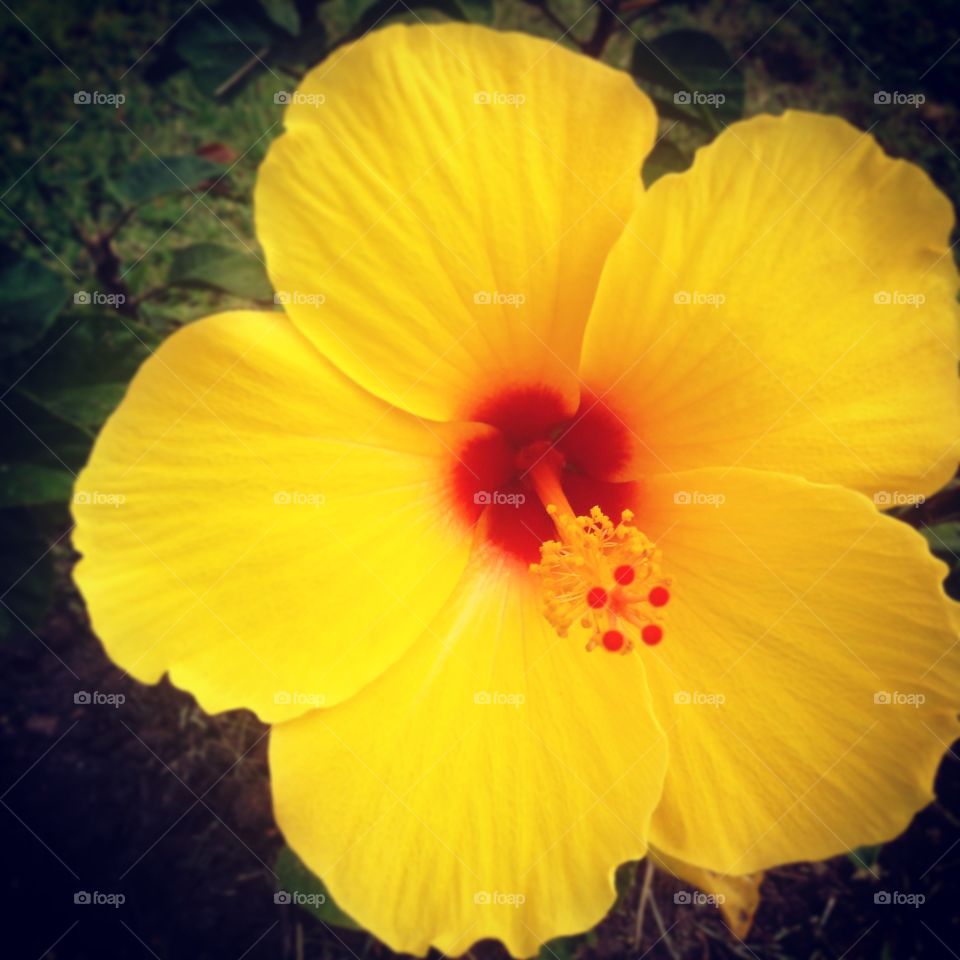 Christmas hibiscus in full bloom...