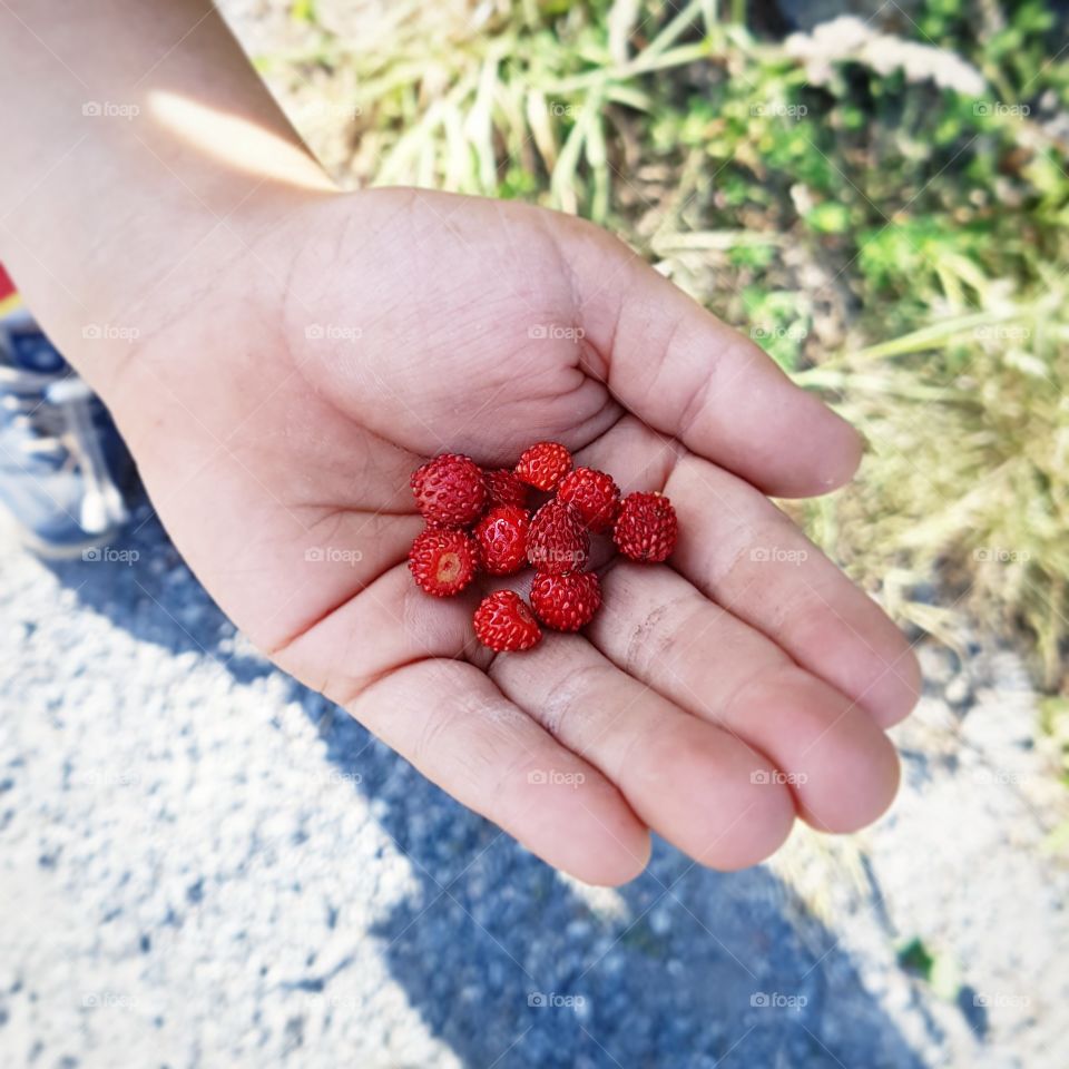 picking strawberries