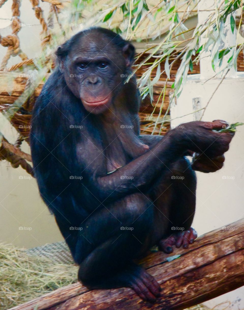 Bonobo