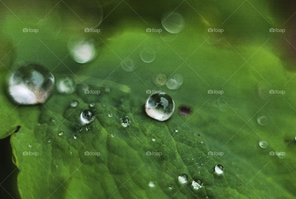 drops of morning dew in macro.