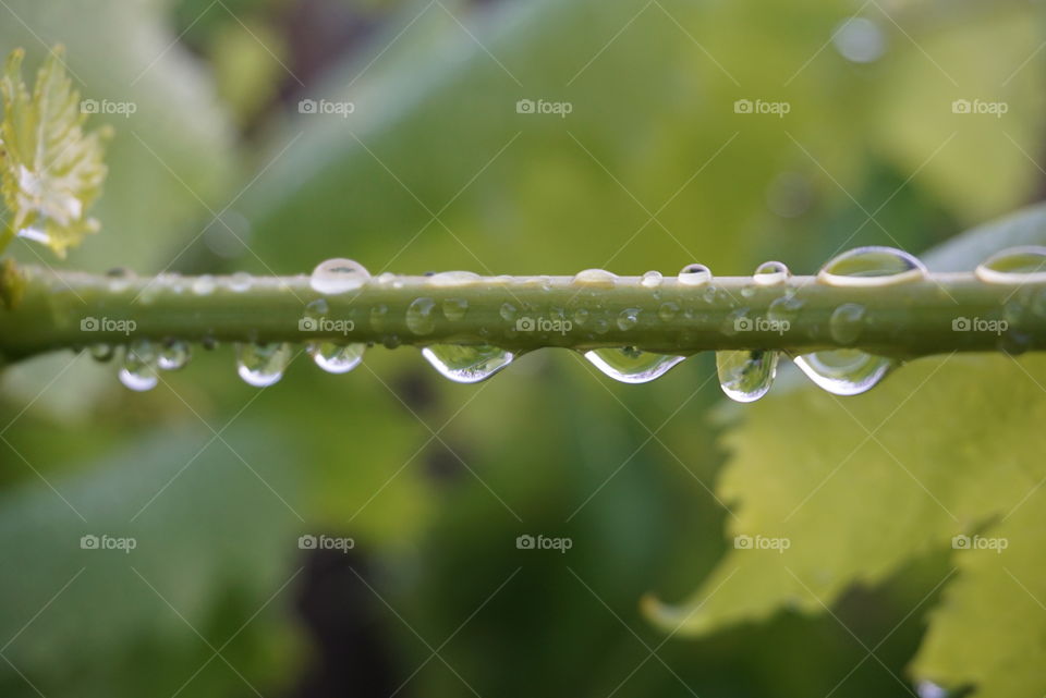 water on grape vine