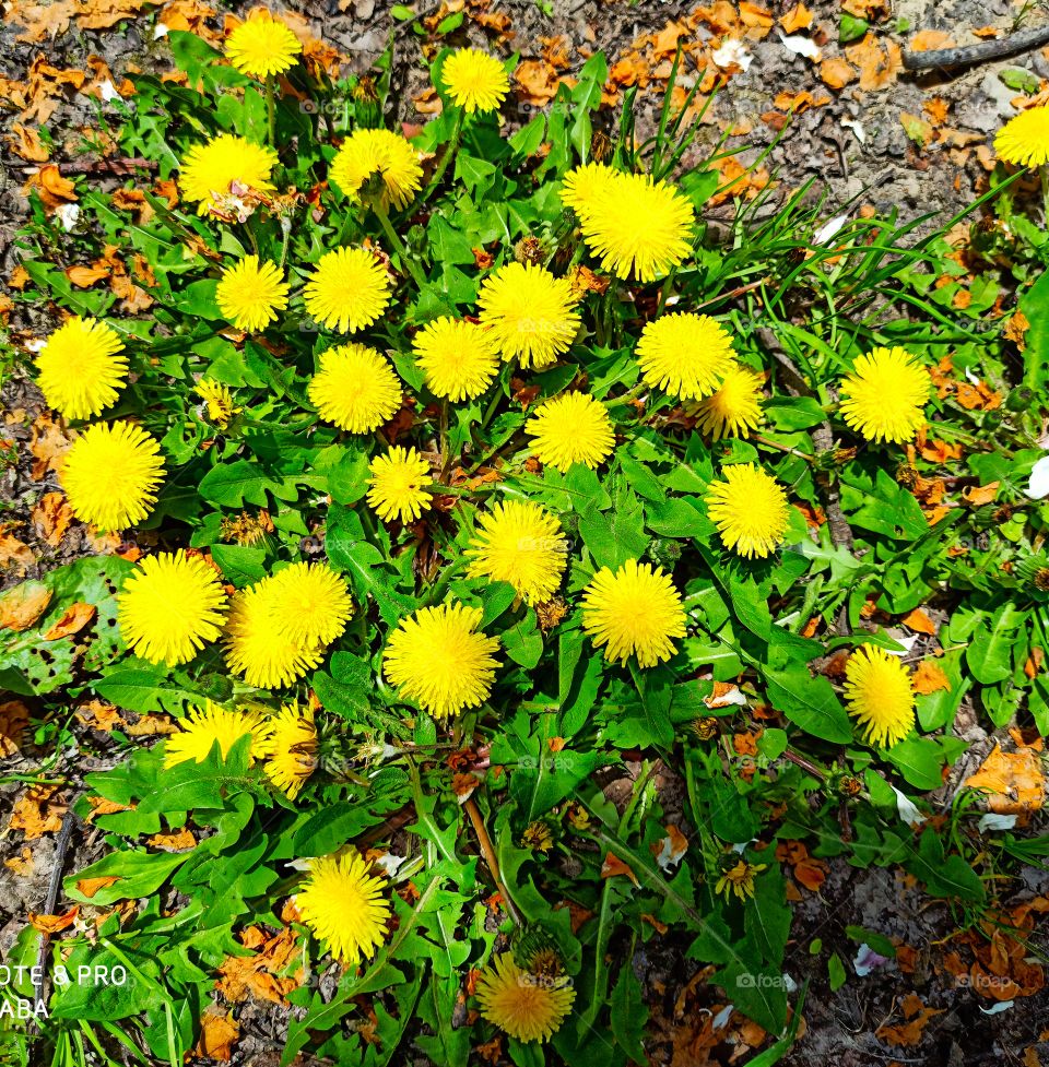 Beautiful Flowers that have come out to Welcome Spring Season in Kashmir Valley IND..