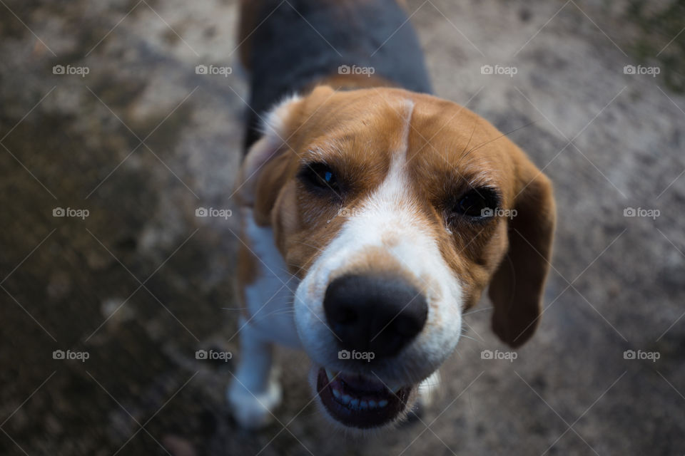 Cute beagle dog looking and smiling toward camera 