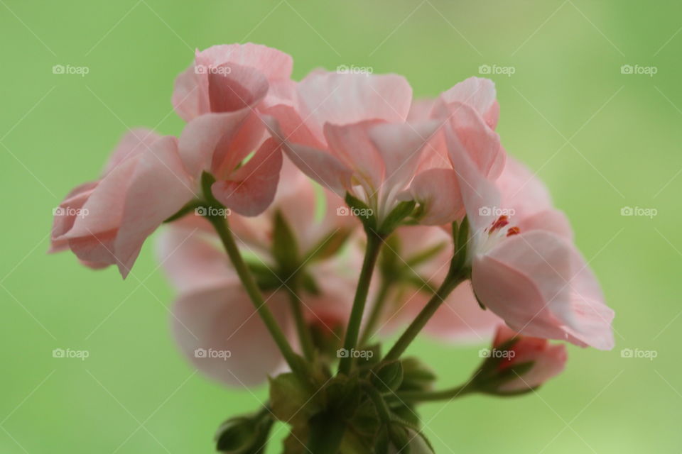 Close-up of flowers