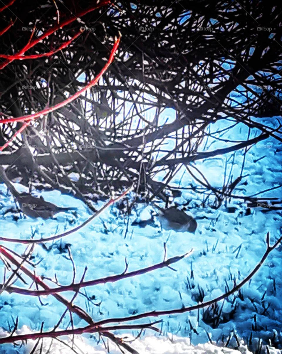 Birds 1st snow in Scotland