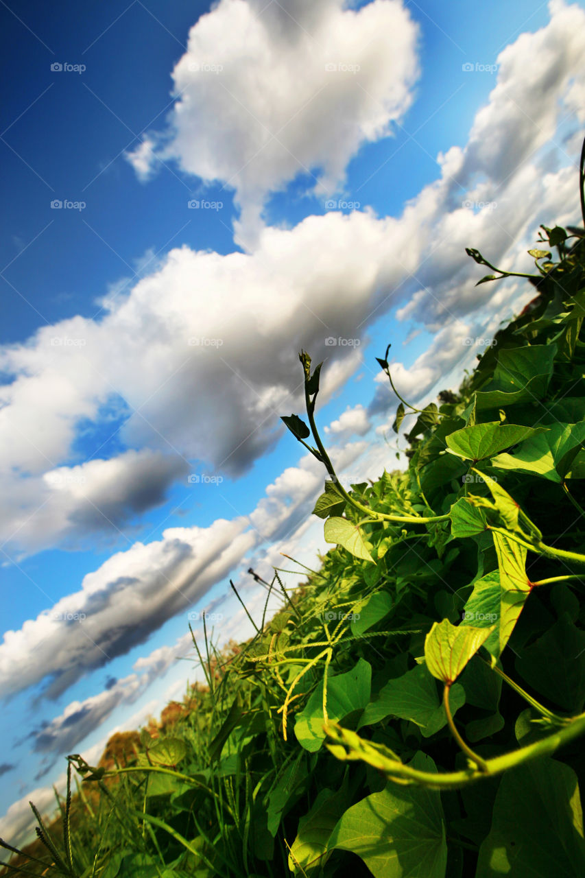 Field of green 