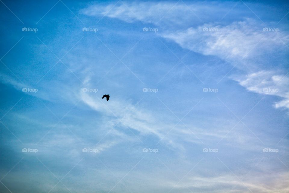 bird freedom . bird freedom sky 