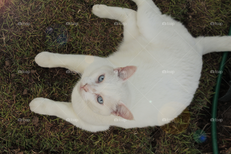 White cat in grass