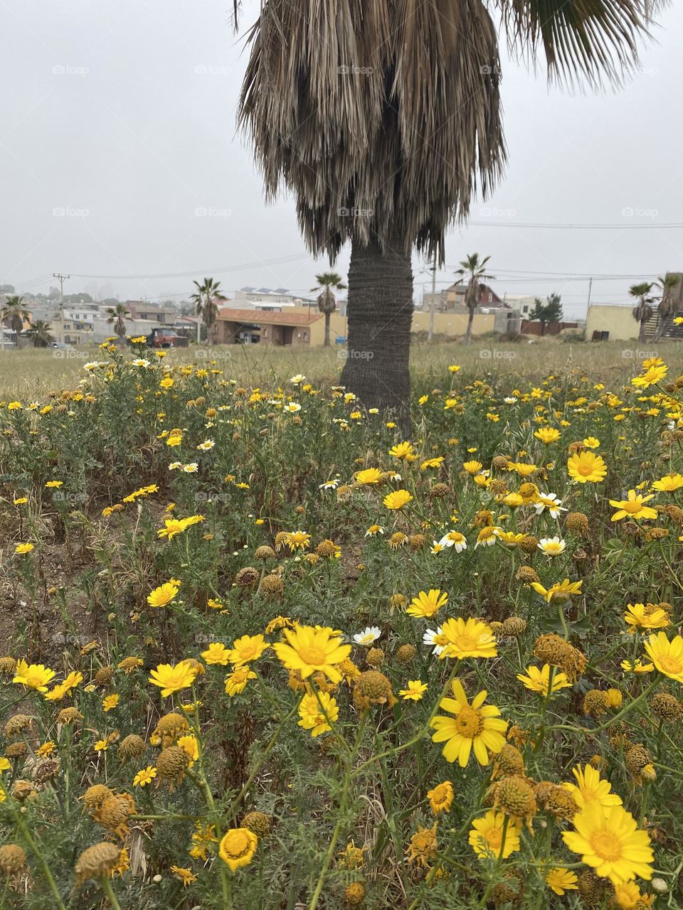 Cambios de clima y aún hermoso!