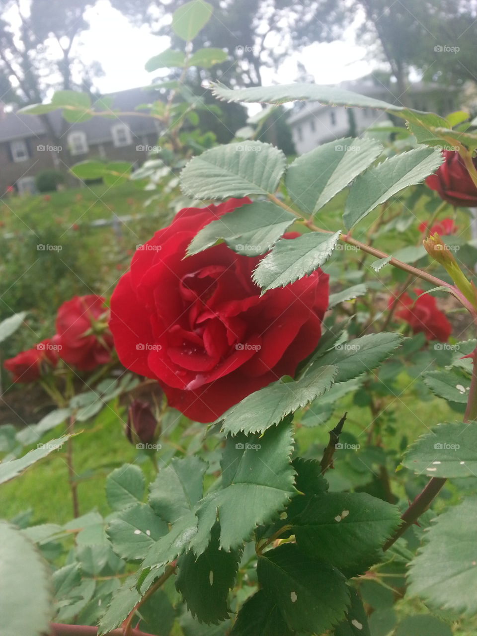 Nature, Leaf, Flower, Flora, Summer