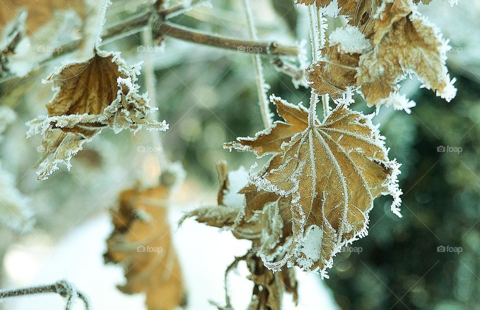 Frosty Marvels:Nature's Ice Artistry