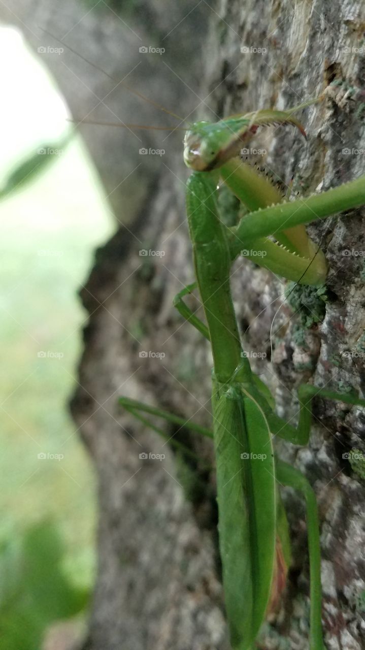 mantis in motion