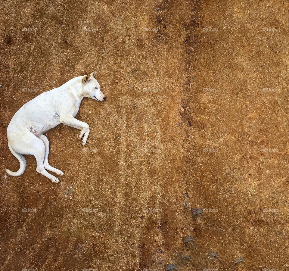 White dog on a brown background 