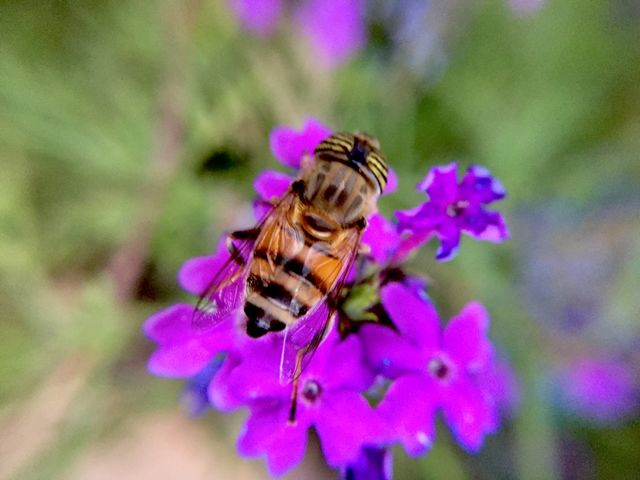 Flowers on flowers and violet