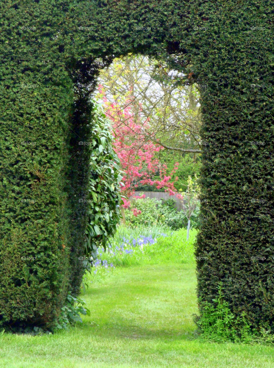 garden door vista hedge by Ros