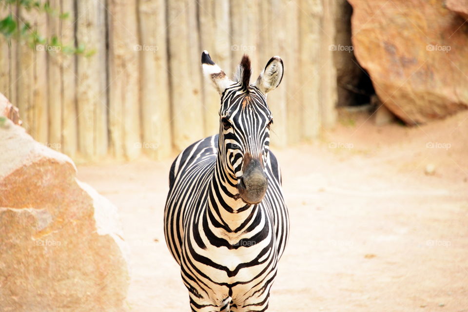 zebra