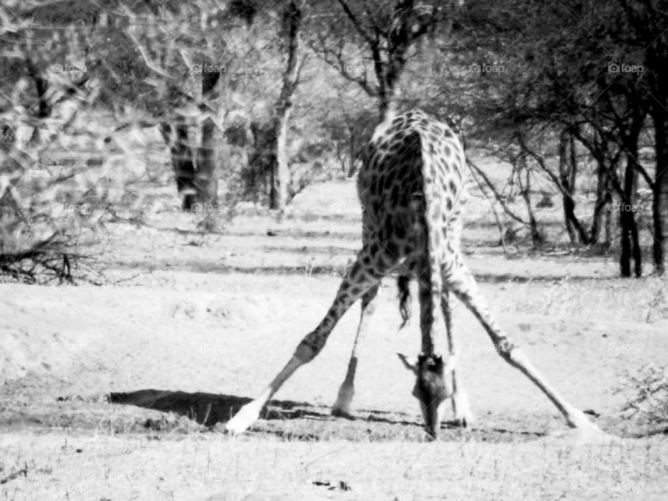 Giraffe drinking water