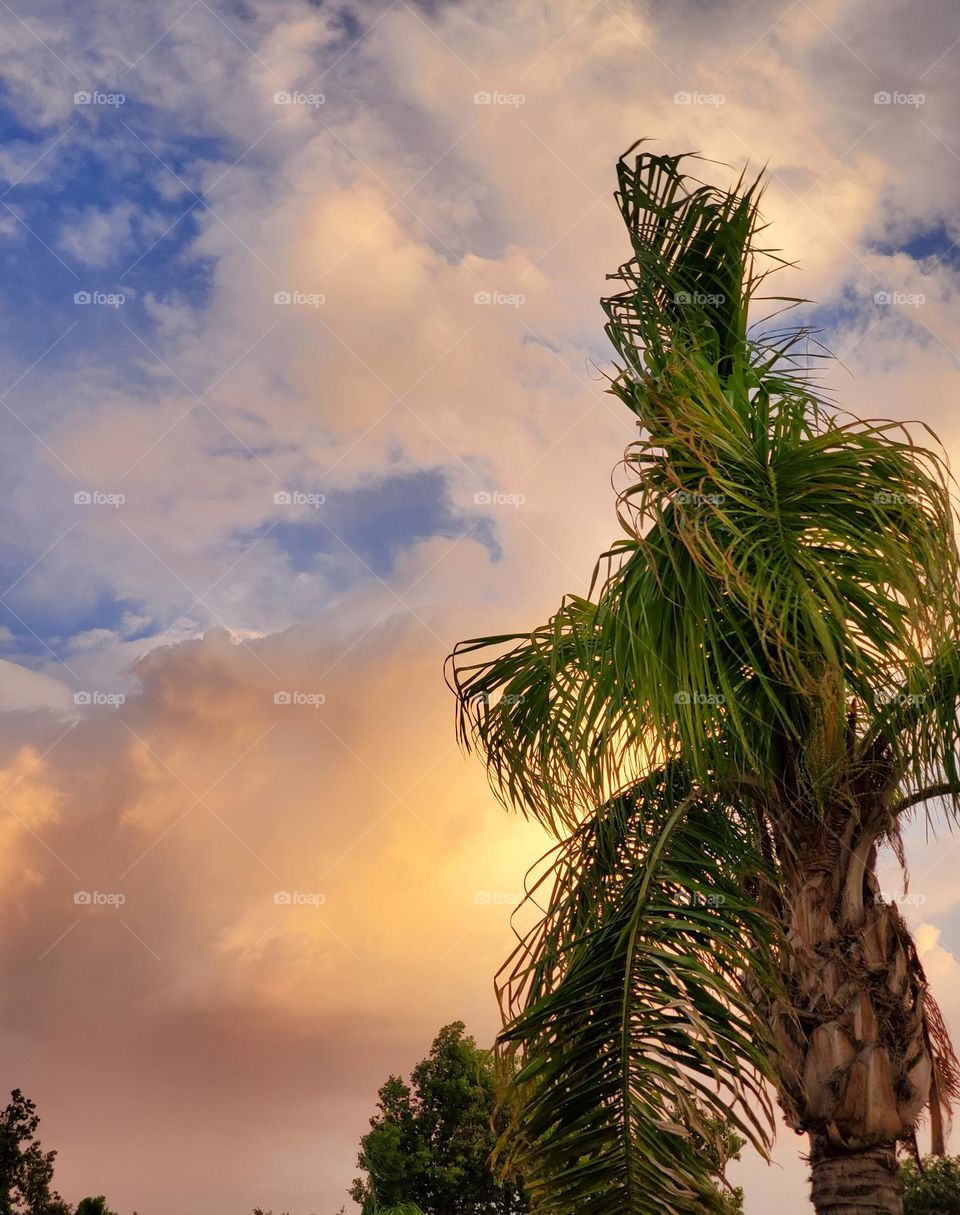 Palm Tree in Arizona Sunset