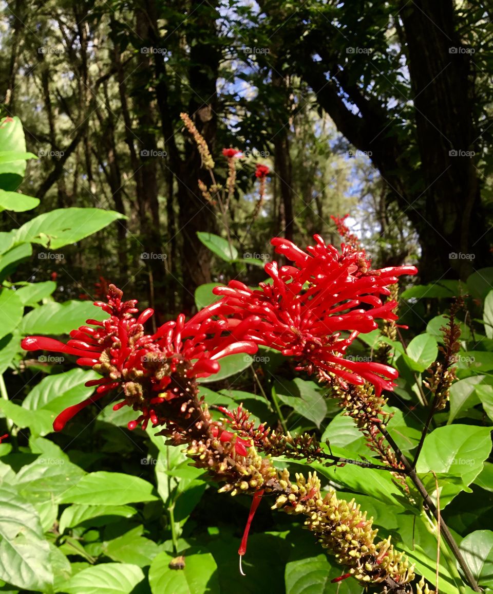 Red bloom from a walk along the Red Road