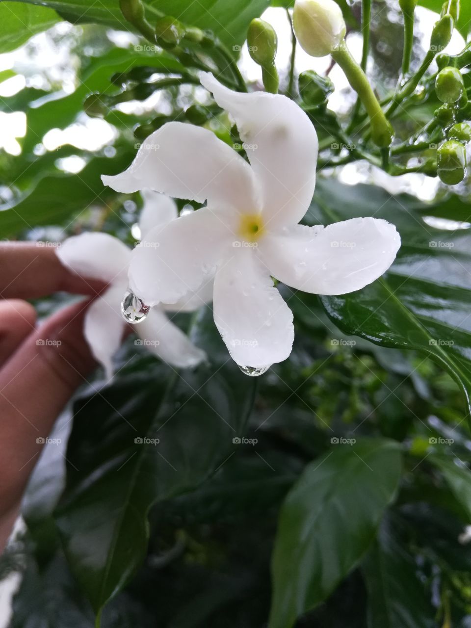 Pinwheel flower in a water droplet, chandni flower, crepe jasmine, sadafuli, asian plant