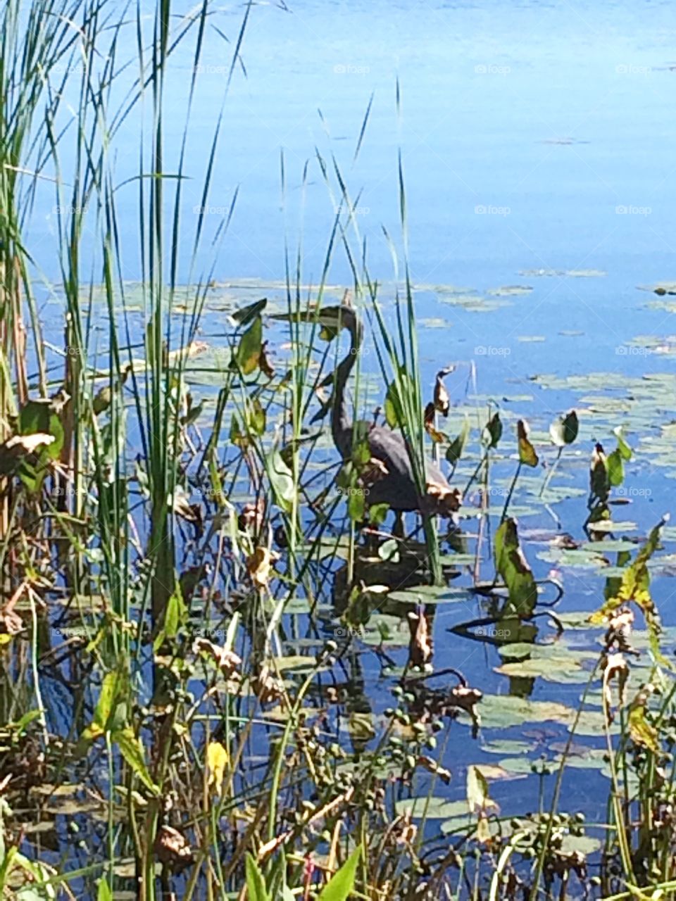 Blue Heron 