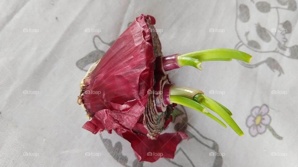 Cebola roxa, cortada e mesmo pela metade brotando raízes e folhas.