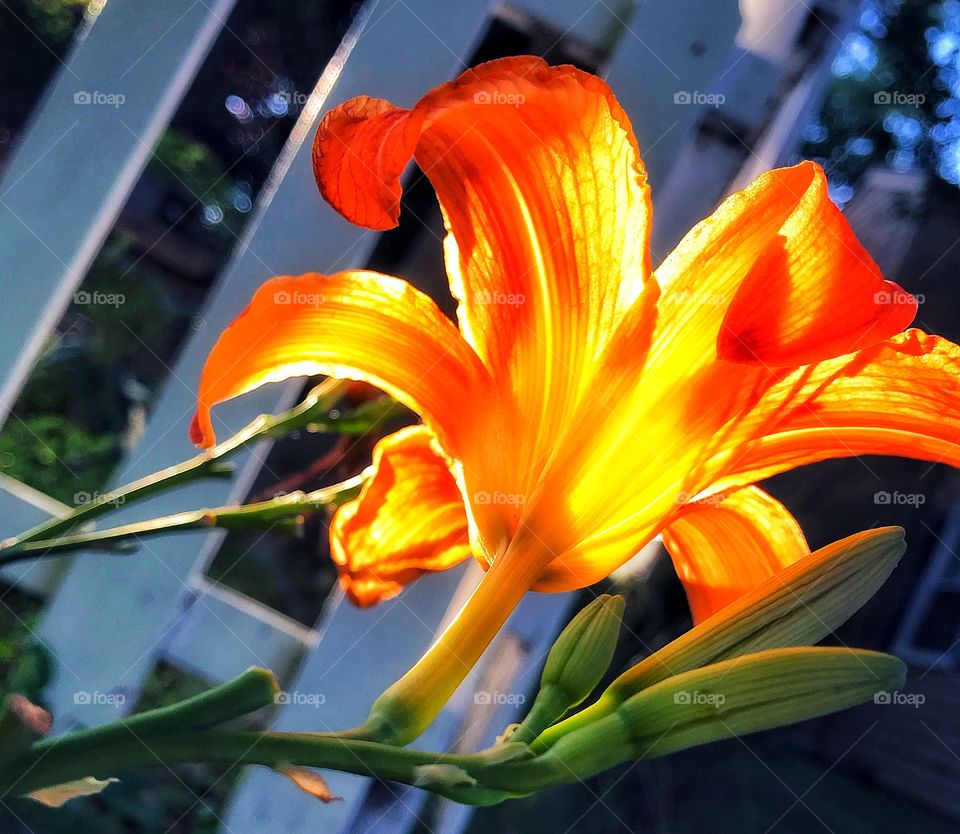 Sunlit tigerlily 