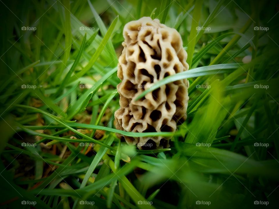 Found Morels in our yard