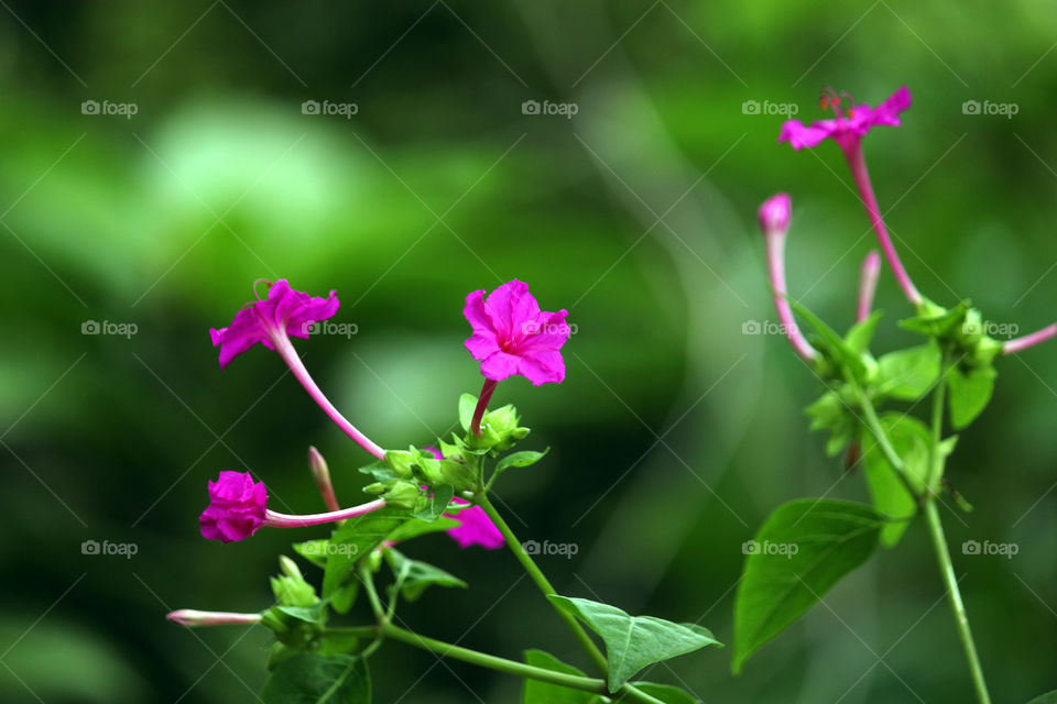 four o clock flowers