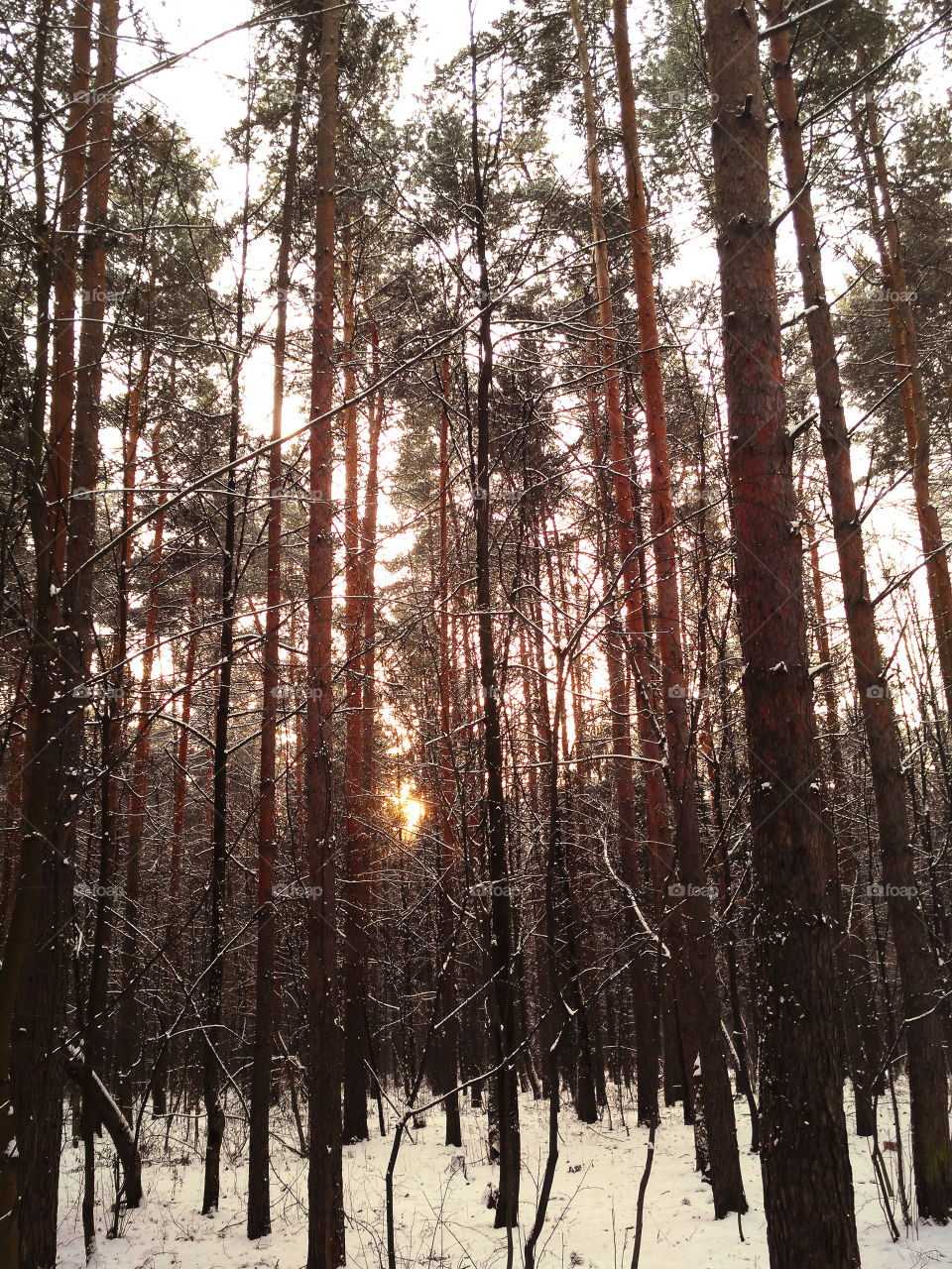 winter forest