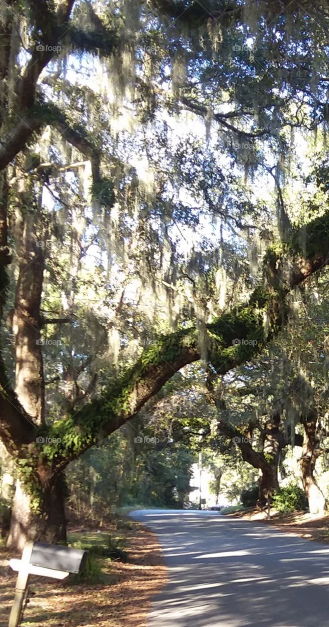 old oak tree covered with Spanish Moss