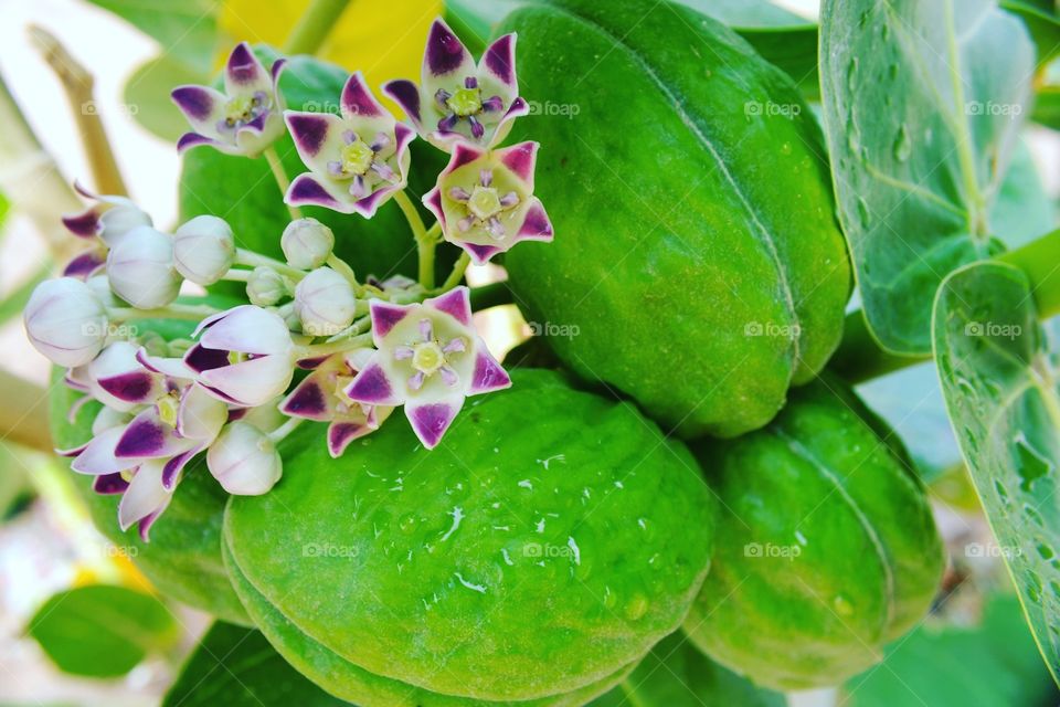 Dandelion version brazil.