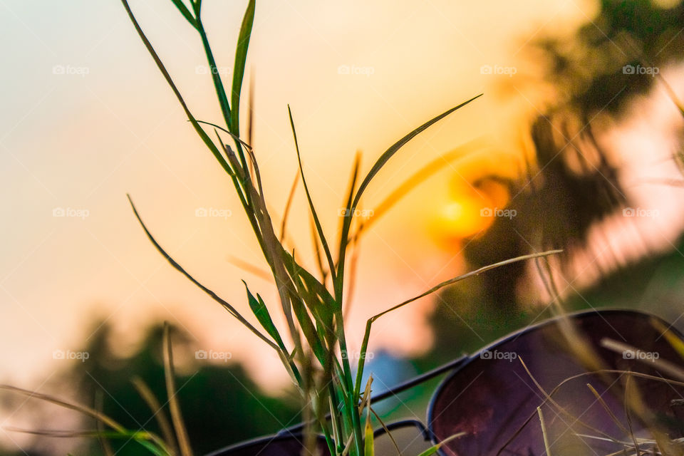 Eyeglasses on grass