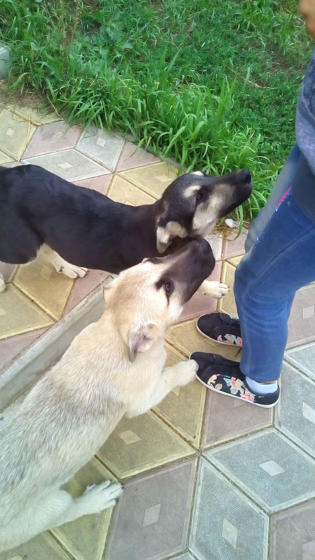 my Dogs