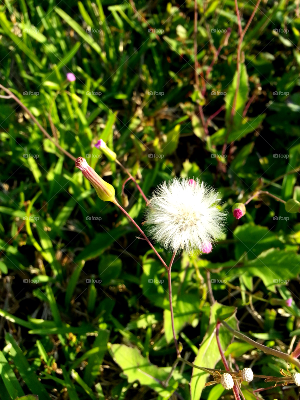 florida green nature flower by jmsilva59