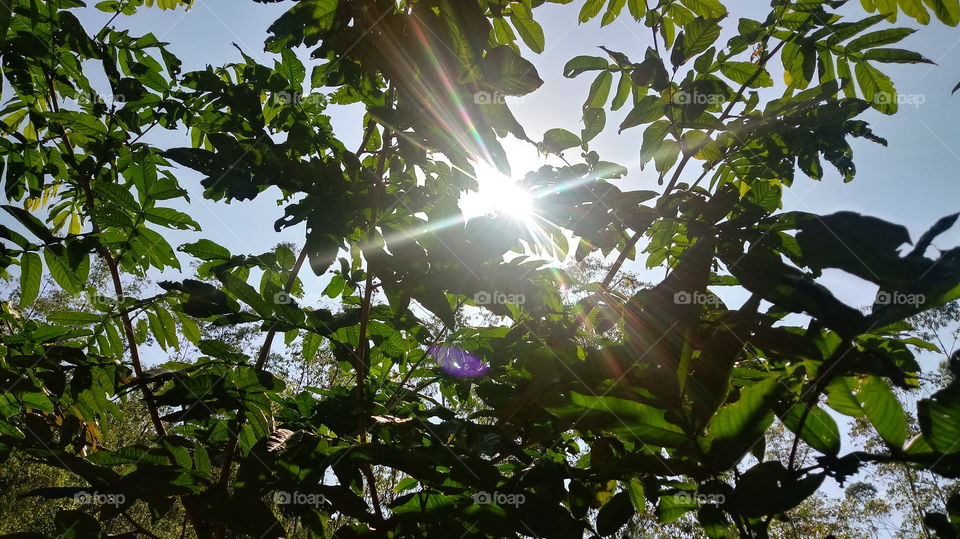 RAIO DE SOL GALHOS E FOLHAS