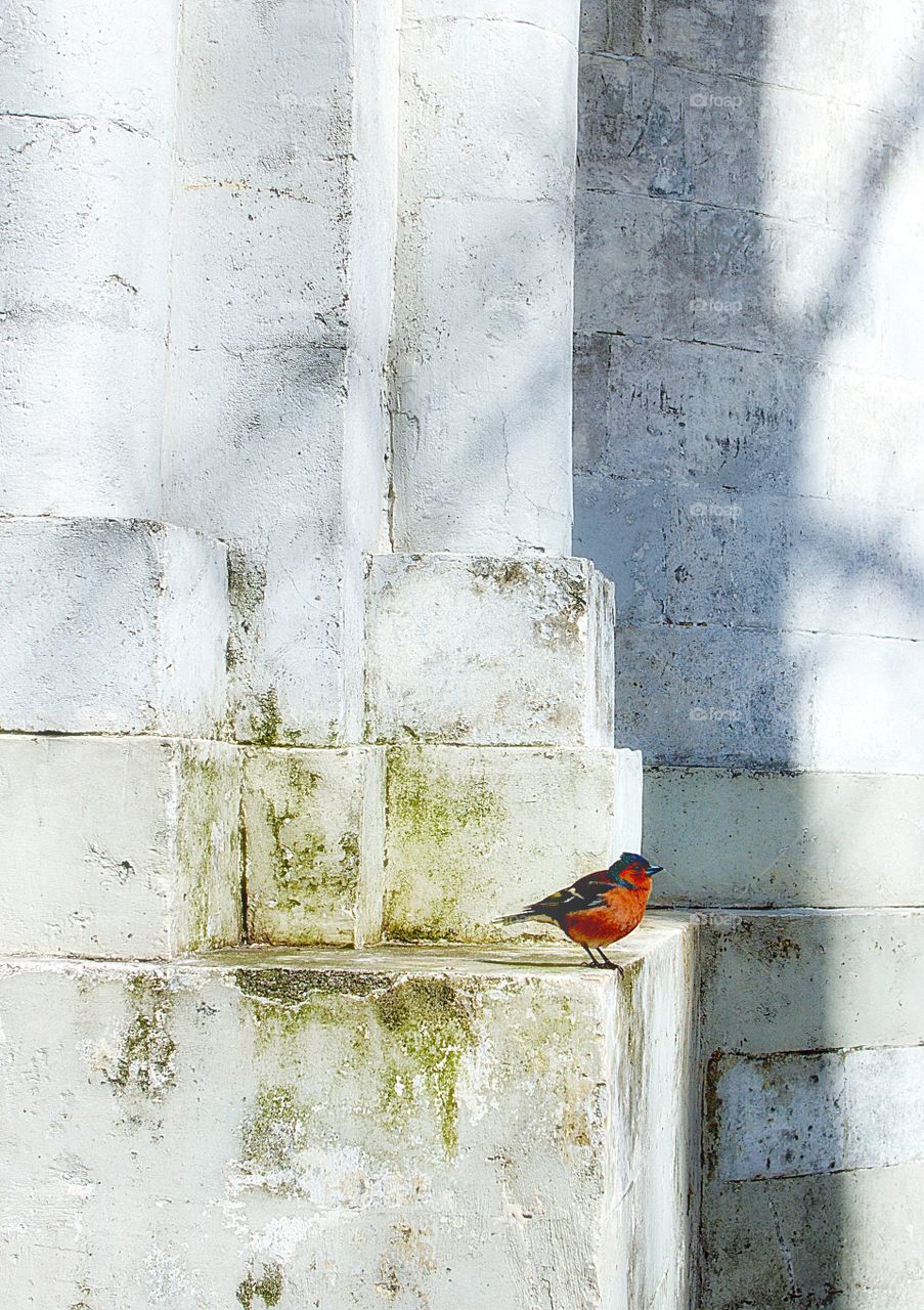 chaffinch on the wall