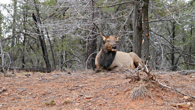 Elk in foresy at Grand Canyon . December 2014