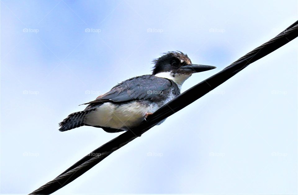 Kingfisher on the power line