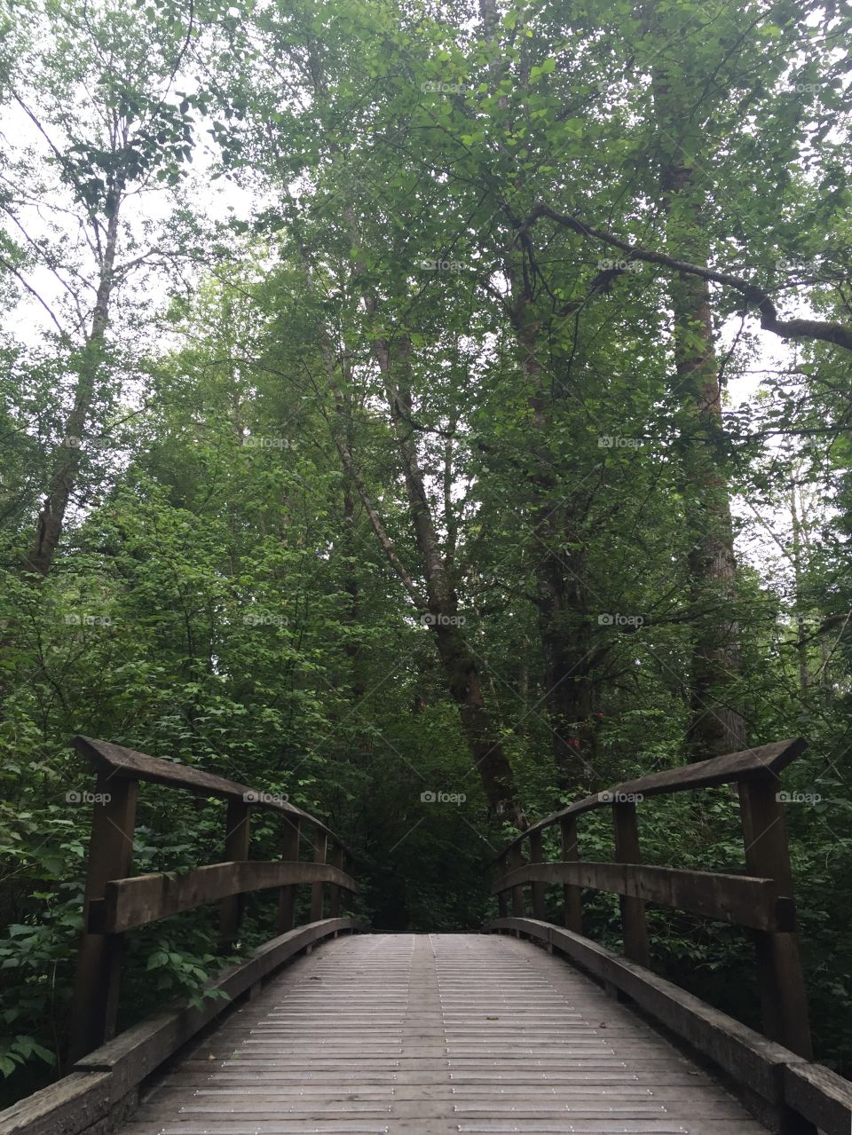 A nice little bridge on our hiking trail.