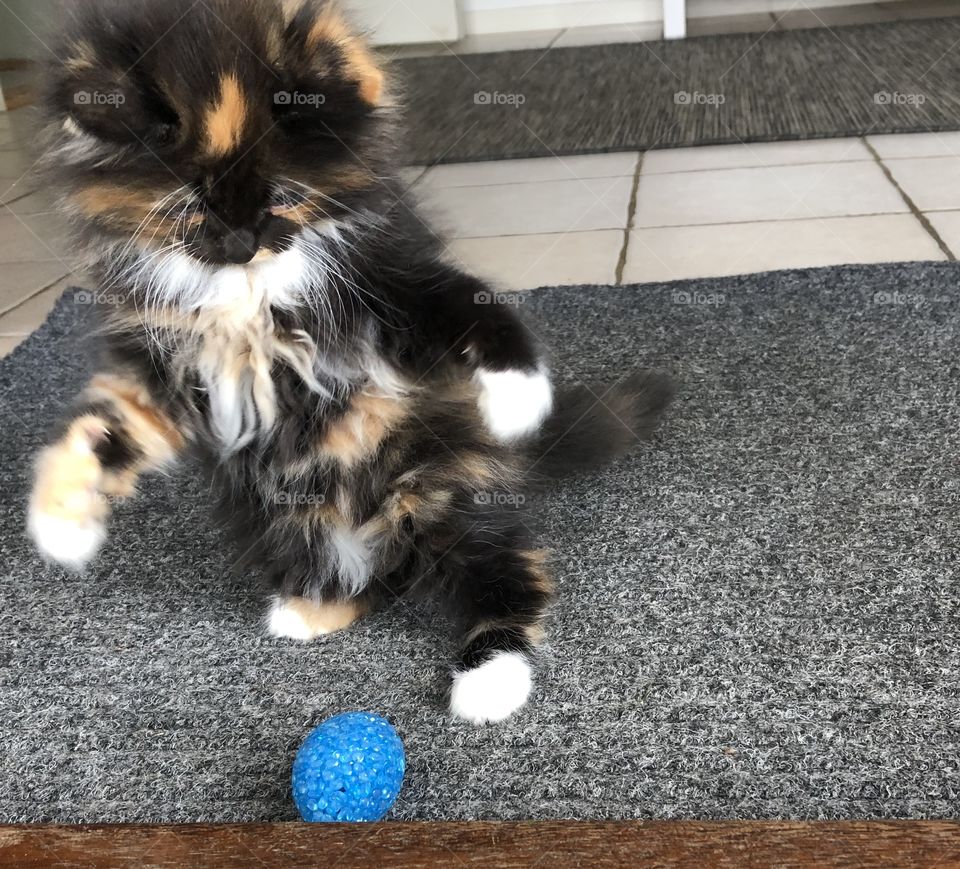 Playing kitten