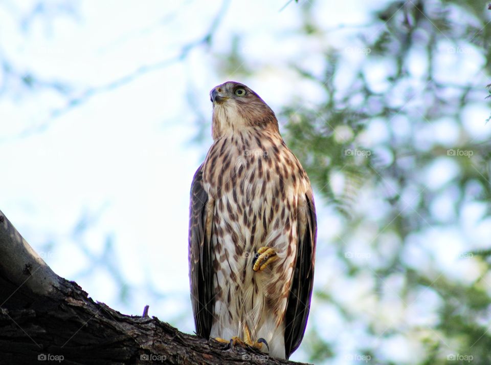cooper's hawk hunting for prey