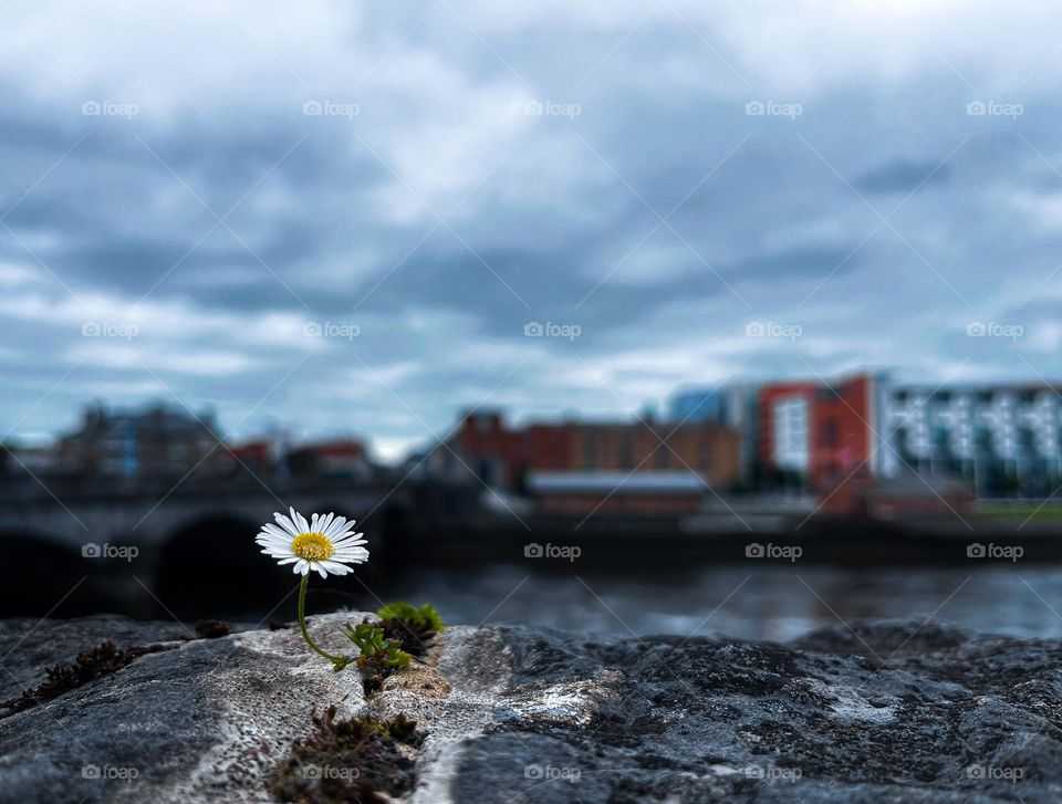 Urban Flower