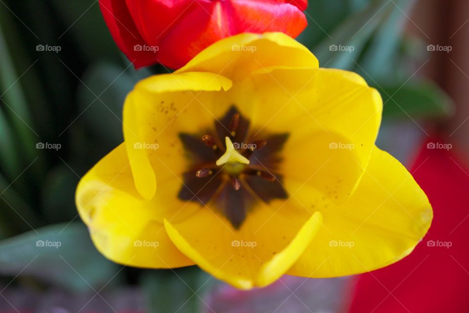 Tulip