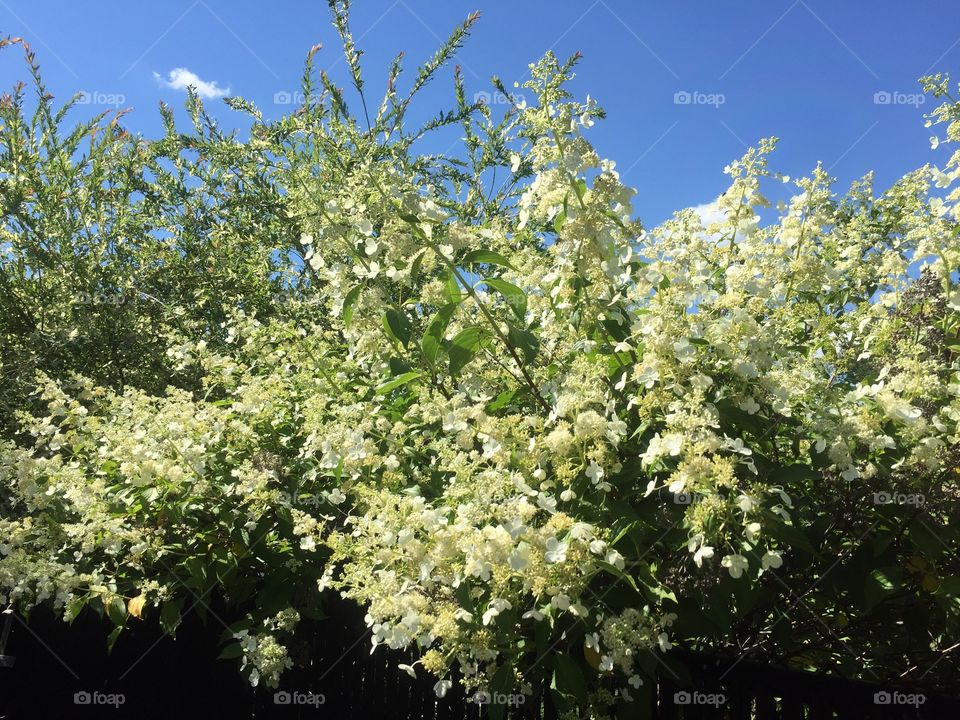 Summer trees are so beautiful all blossoms 