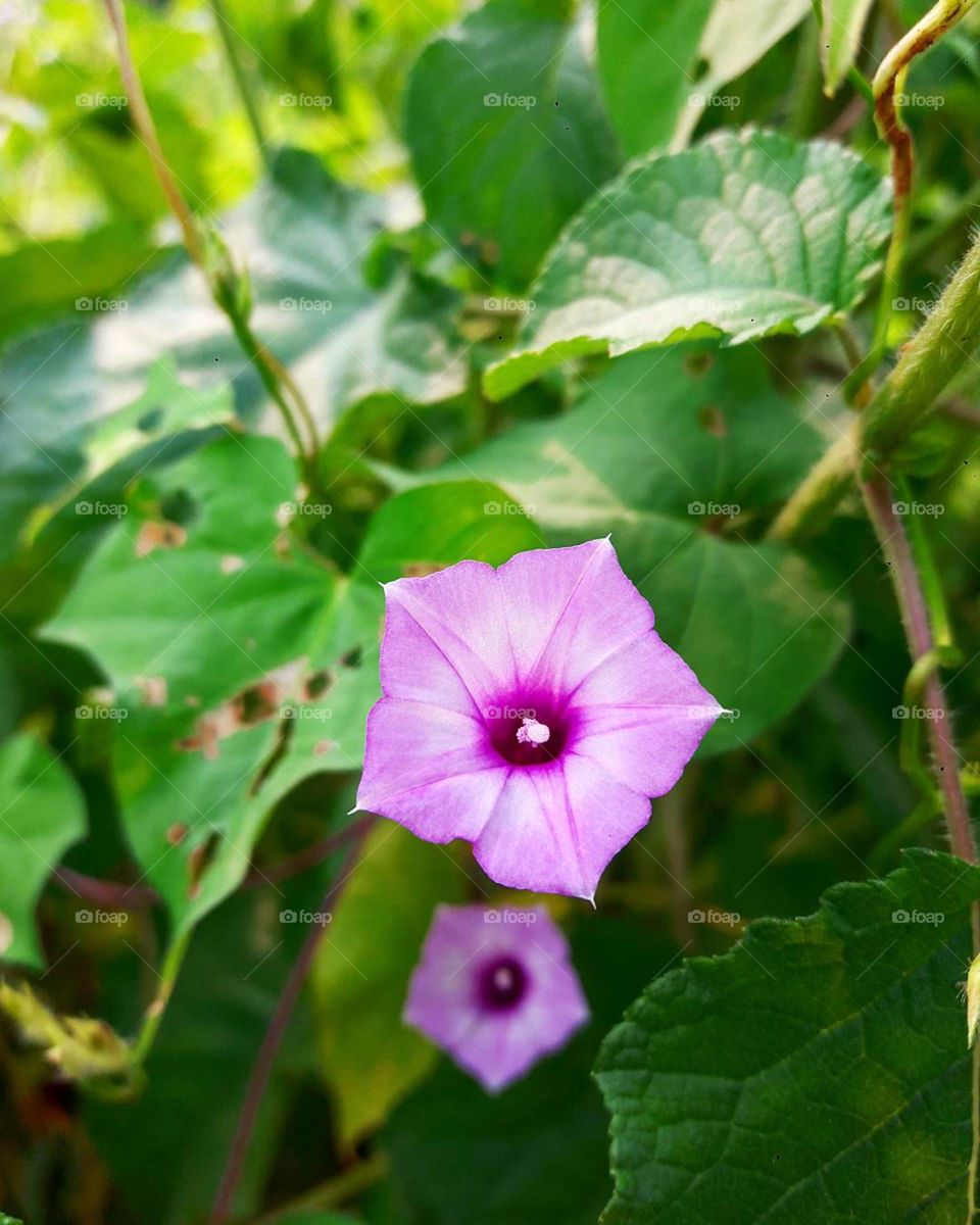 Brighten your day with the morning glory!
