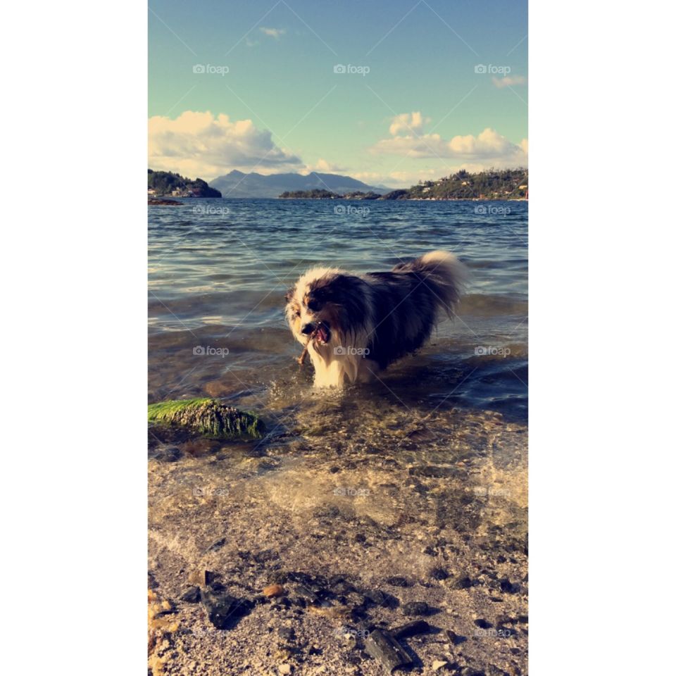 Beachplay. Bestfriend enjoying a bath, Norway