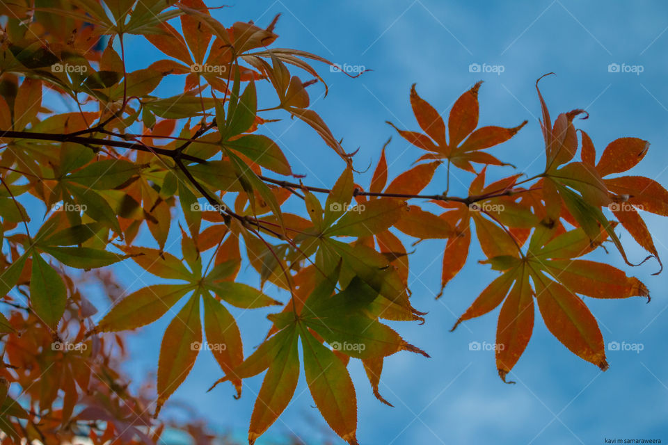 autumn fall season